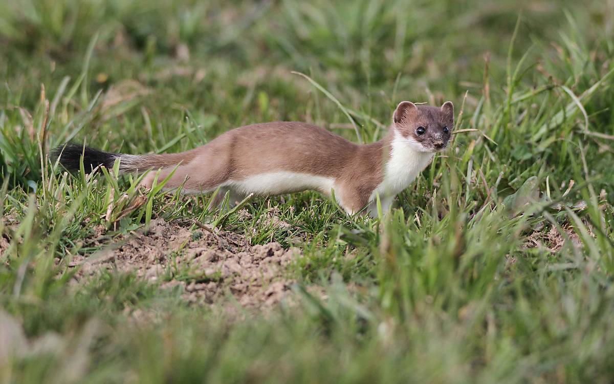 Das Hermelin hat den für Marder (Mustelidae) typischen langen, schmalen Körper mit kurzen Beinen und am Ende des Schwanzes eine schwarze Haarquaste