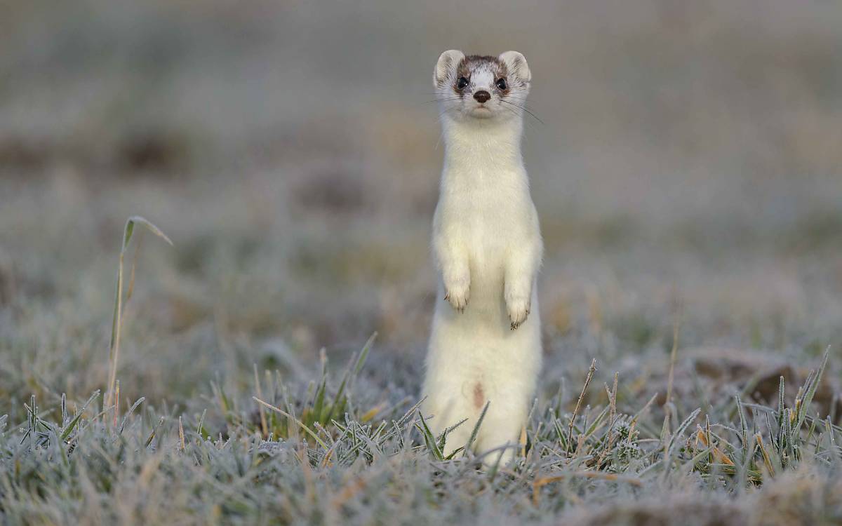 Um sich einen Überblick zu verschaffen, stellen sich Hermeline oft auf die Hinterbeine