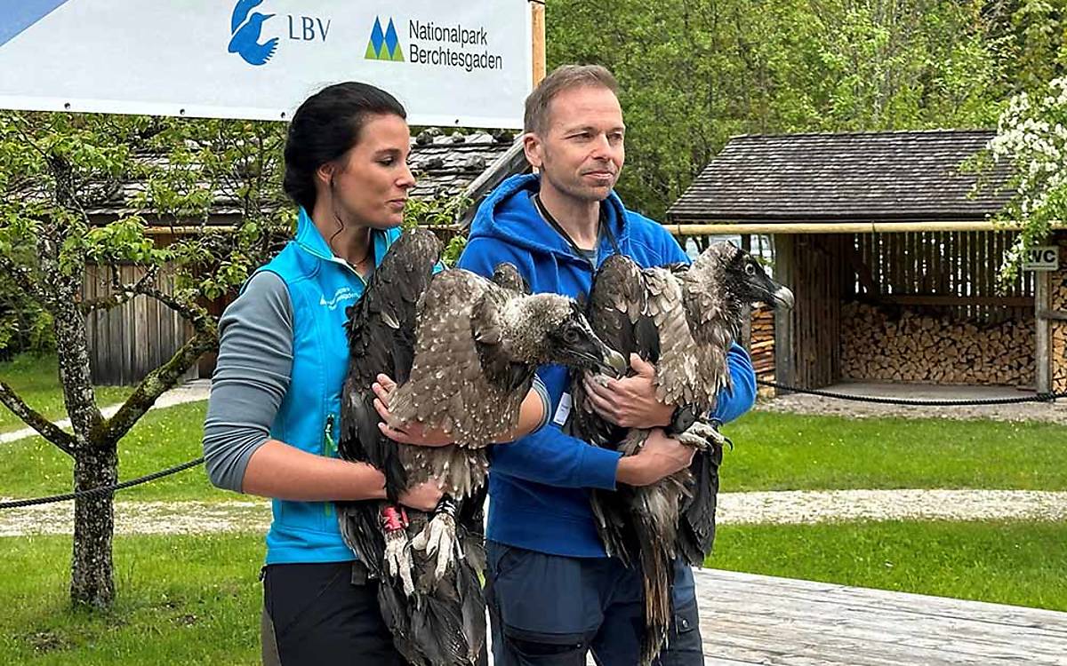 Kurz vor der erfolgreichen Auswilderung: Die Jungvögel Generl (mit Magdalena Deelmann) und Luisa (mit Toni Wegscheider)