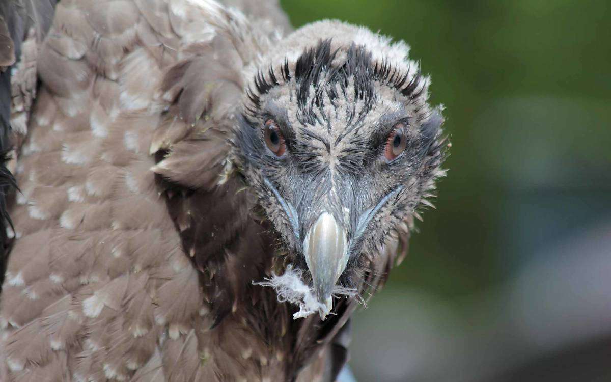 Tierische Wohngemeinschaft: Bartgeier-Weibchen Generl zog im Mai 2025 mit Luisa in eine Felsnische.