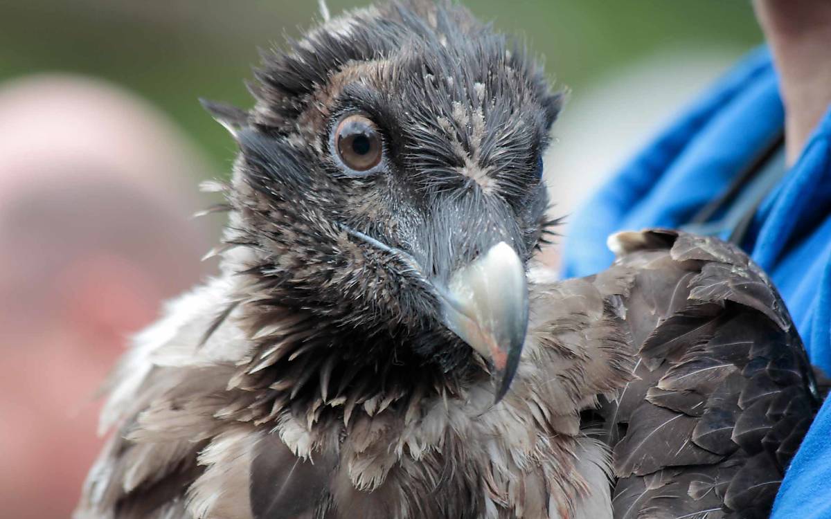 Noch flugunfähig: Bartgeier-Weibchen Luisa kurz vor ihrer Auswilderung