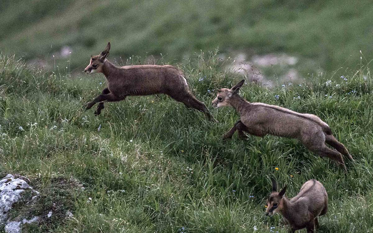 ... und am Berg oft ganz schön flink – wie diese Geiß mit ihren Kitzen.