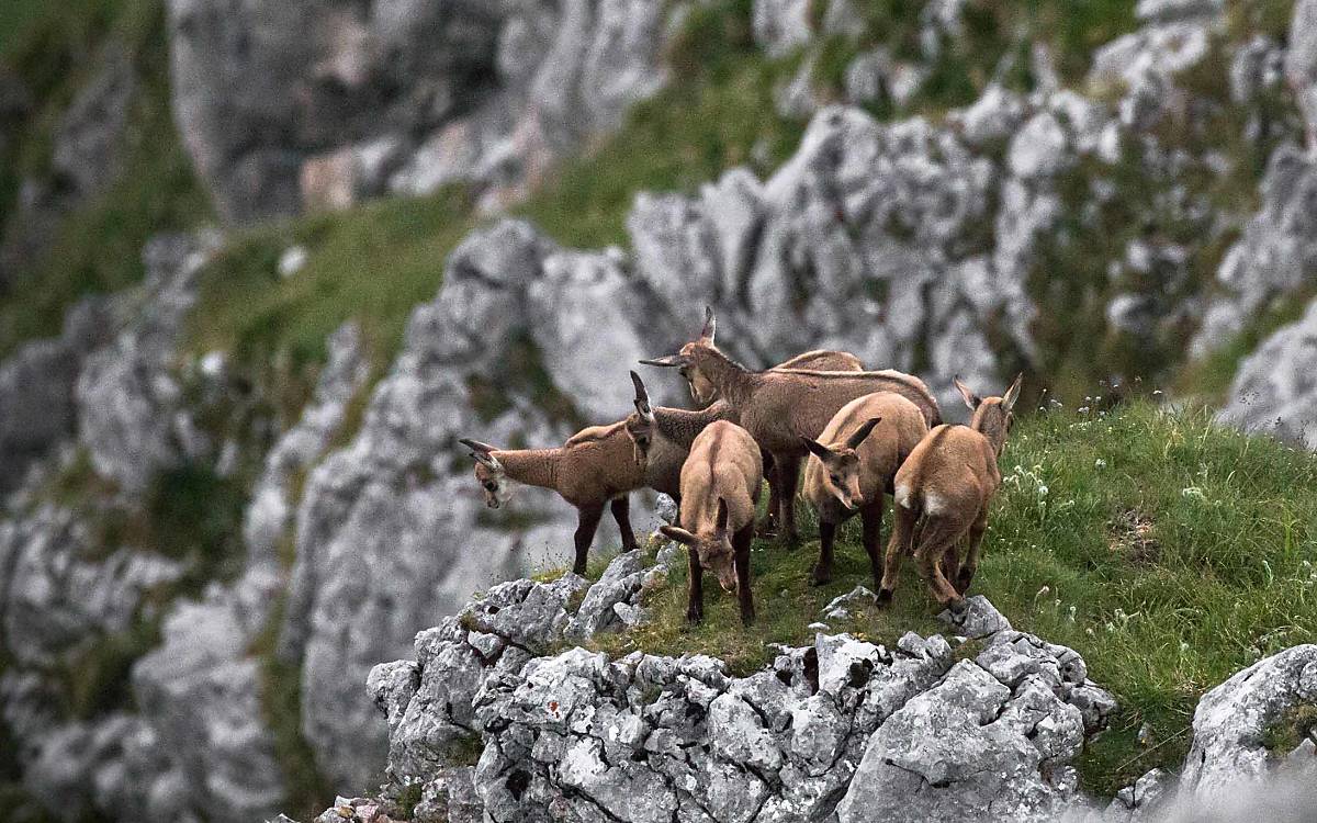 Gämsen sind echte Kletterkünstler ...