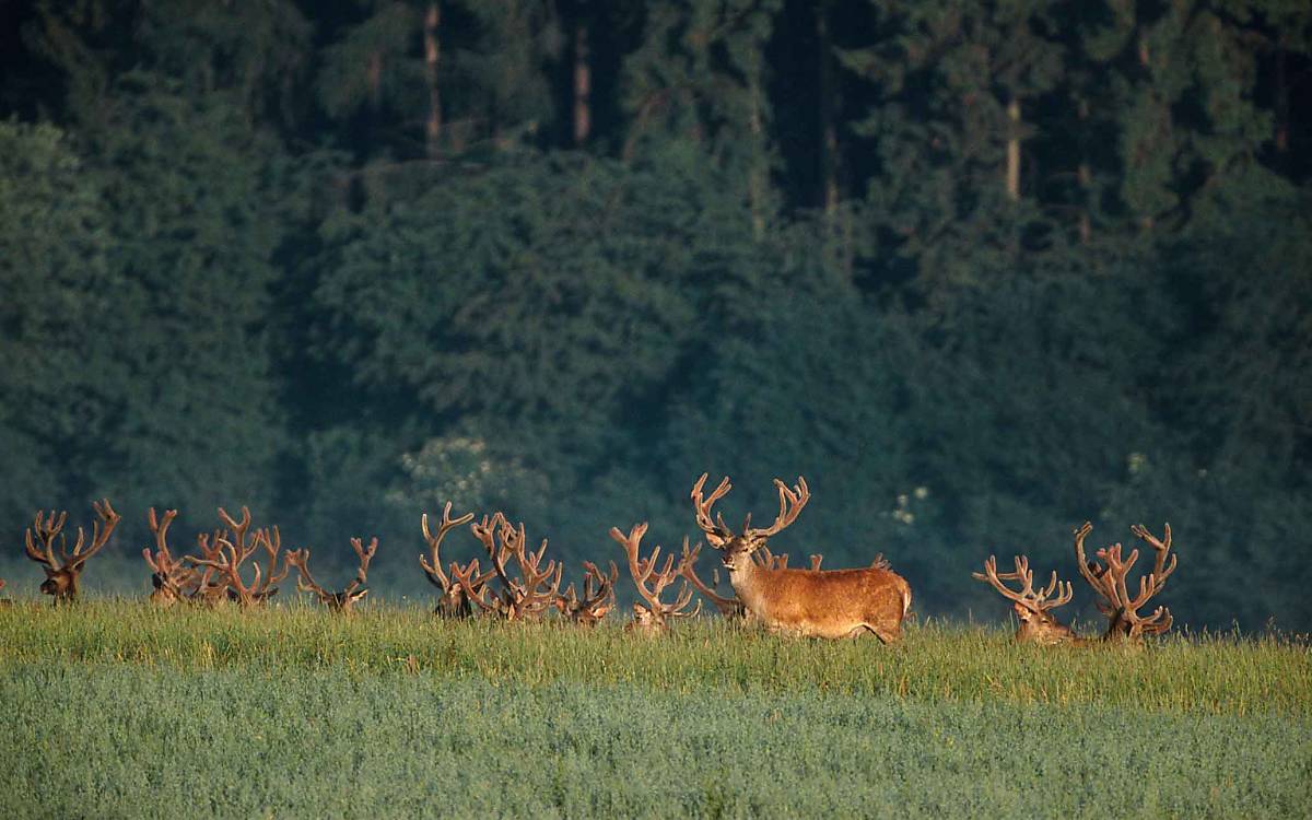 Wo es viele Freiflächen gibt, bilden Rothirsche größere Rudel als in Waldlebensräumen.