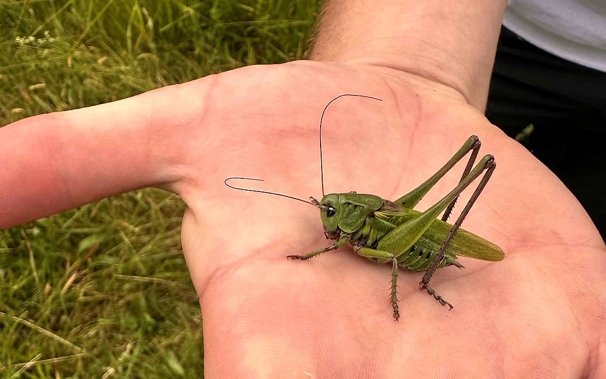 Ob der wirklich beißt? Wildtierreporter Hendrik nimmt den Warzenbeißer auf die Hand.