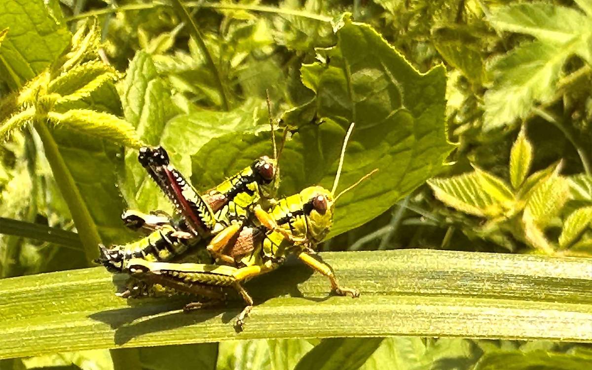 Gebirgsschrecken bei der Paarung: Das kleinere Männchen klammert sich am Rücken des Weibchens fest.