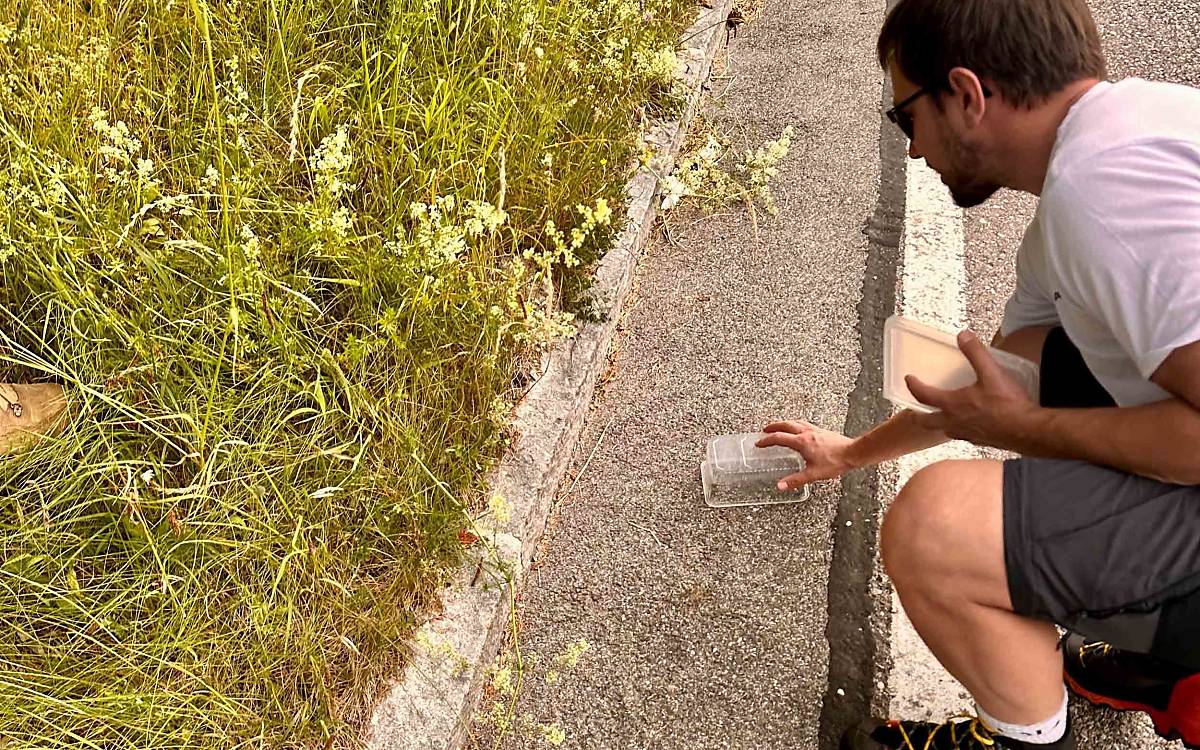 Erwischt! Sebastian hat einen Warzenbeißer gefangen.