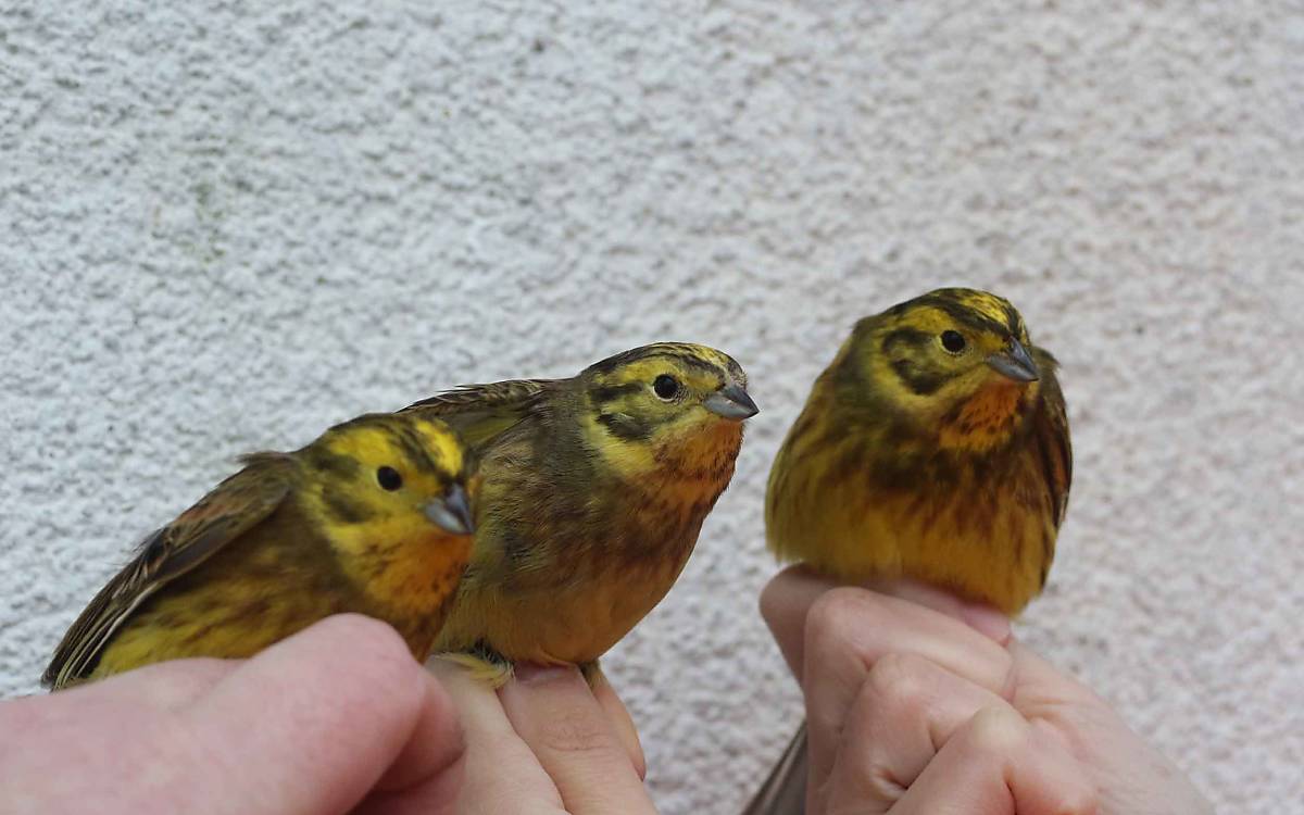 Auch Goldammern (Emberiza citrinella) sind typische Heckenvögel. Sie sind eher am Rand von Heckenhabitaten anzutreffen.