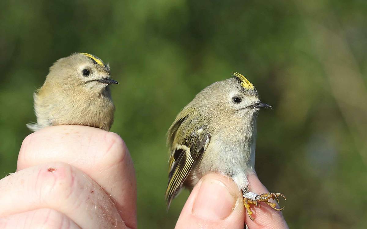 Die winzigen Wintergoldhähnchen (Regulus regulus) sind eigentlich Waldbewohner. Außerhalb der Brutzeit sind sie auch in Hecken zu finden.