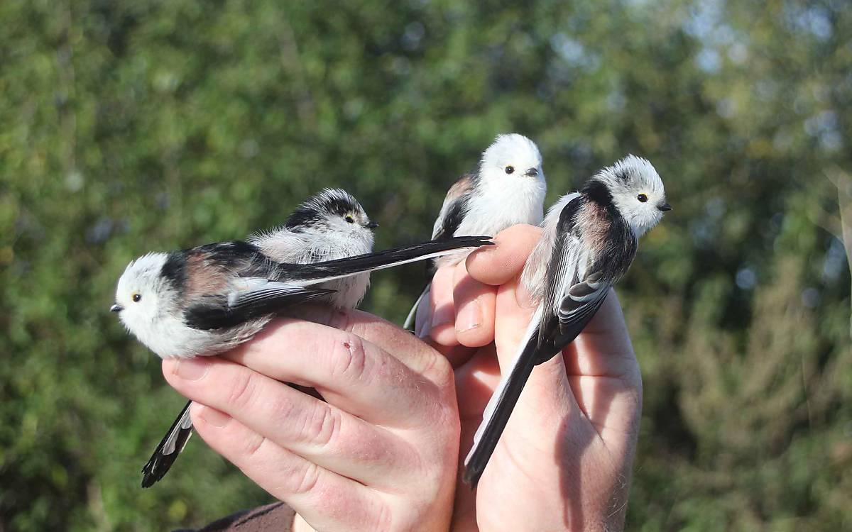 Schwanzmeisen (Aegithalos caudatus) bilden meist größere Trupps. Sie halten sich eher in hohen, älteren Heckenbereichen auf.