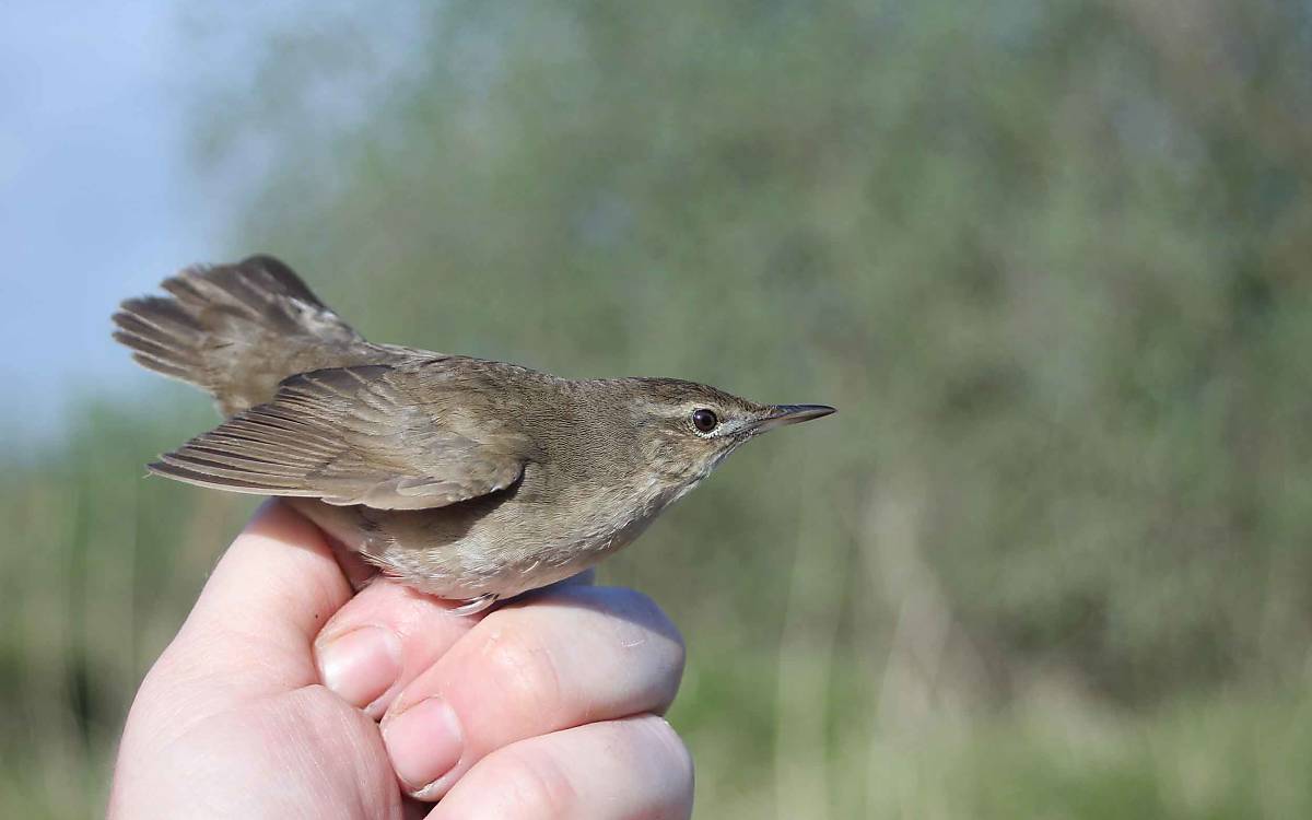 Ein erster Überraschungsgast im Projektgebiet: Der Rohrschwirl (Locustella luscinioides) ist ein Schilfbewohner, macht aber auch in der Hecke Rast.