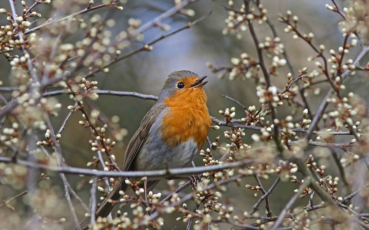 Das Rotkehlchen (Erithacus rubecula) kommt häufig vor und ist ein typischer Heckenbewohner. So ist es auch die bisher am häufigsten in unserem Projekt gefangene Vogelart.