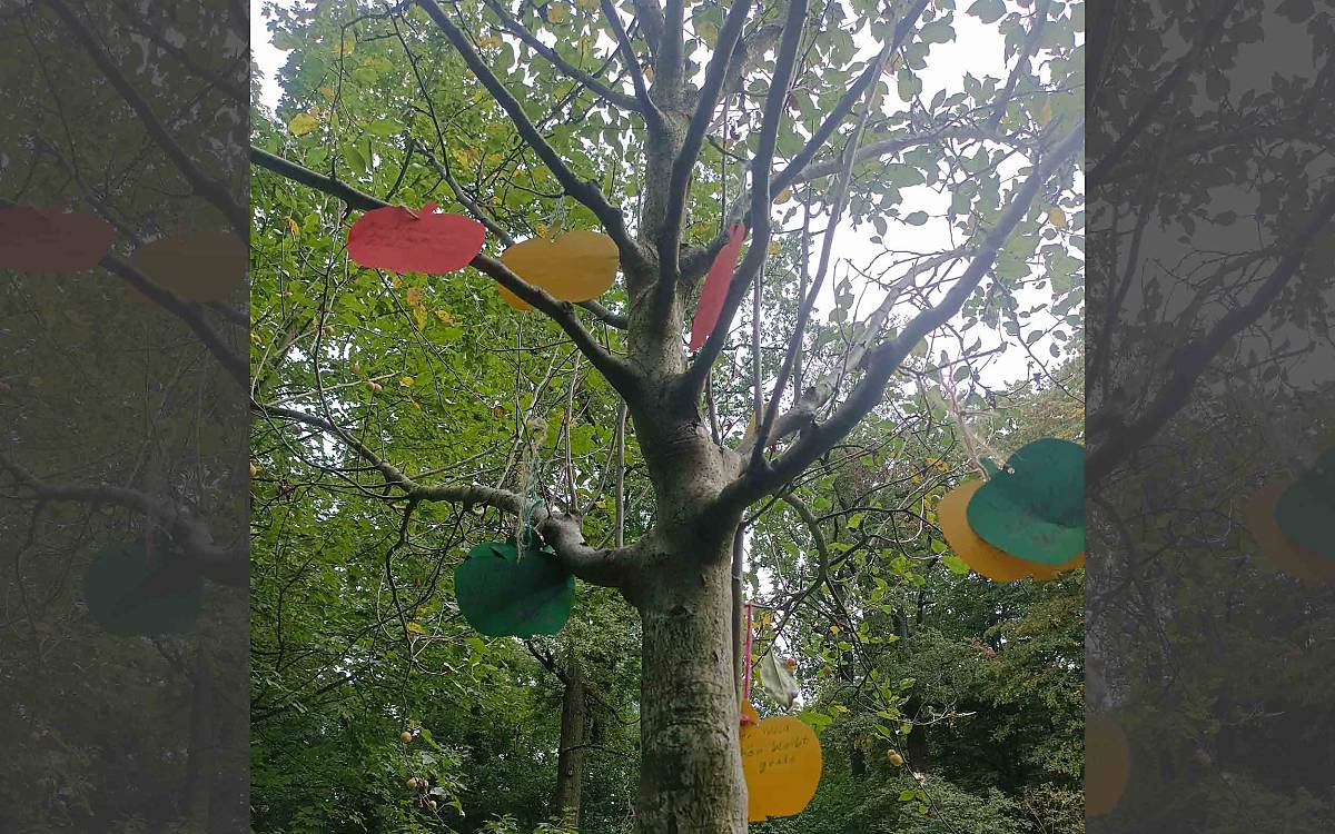 wunschbaum_wilde-muehlenkinder_2025-09-16