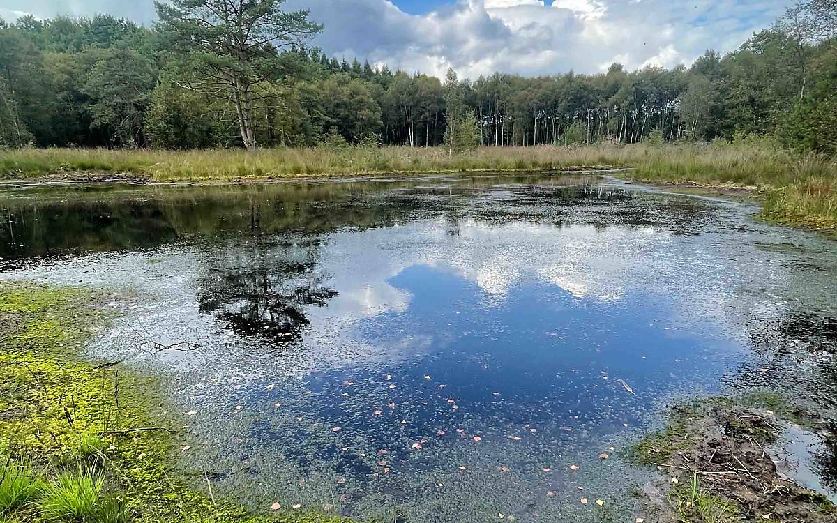 Das Feuchtgebiet in Fintel haben wir erst vor Kurzem wiedervernässt.