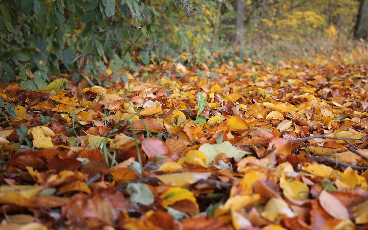 Laub auf dem Waldboden in Klepelshagen