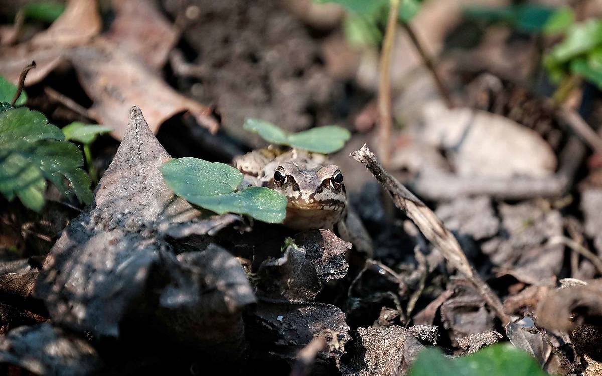Frösche und Kröten finden zwischen alten Blättern Schutz und Nahrung und im Winter ein verstecktes Quartier.