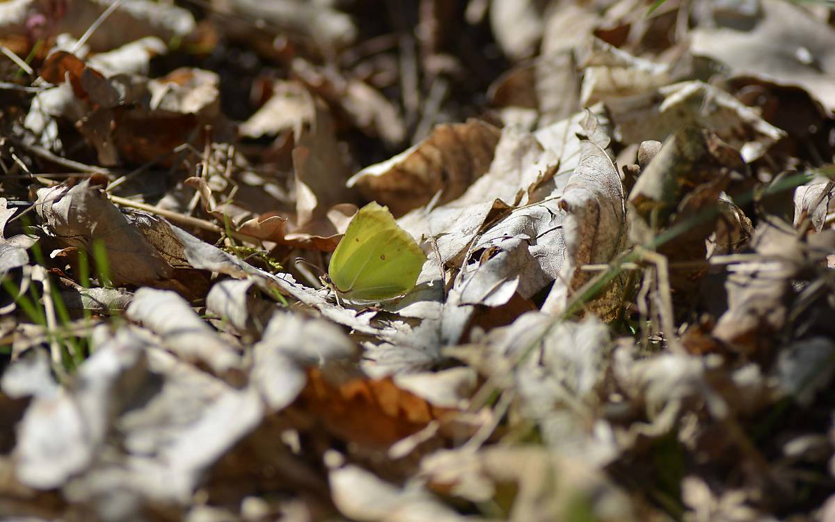 Der Zitronenfalter überwintert oft im Laub. Dort ist er vor Frost geschützt.