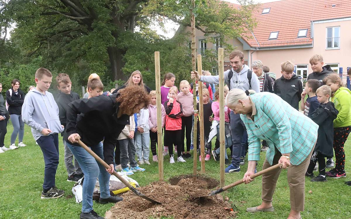 maulbeerbaum-gehren_rethwisch_foto_fred-lucius_nordkurier_pasewalker-zeitung