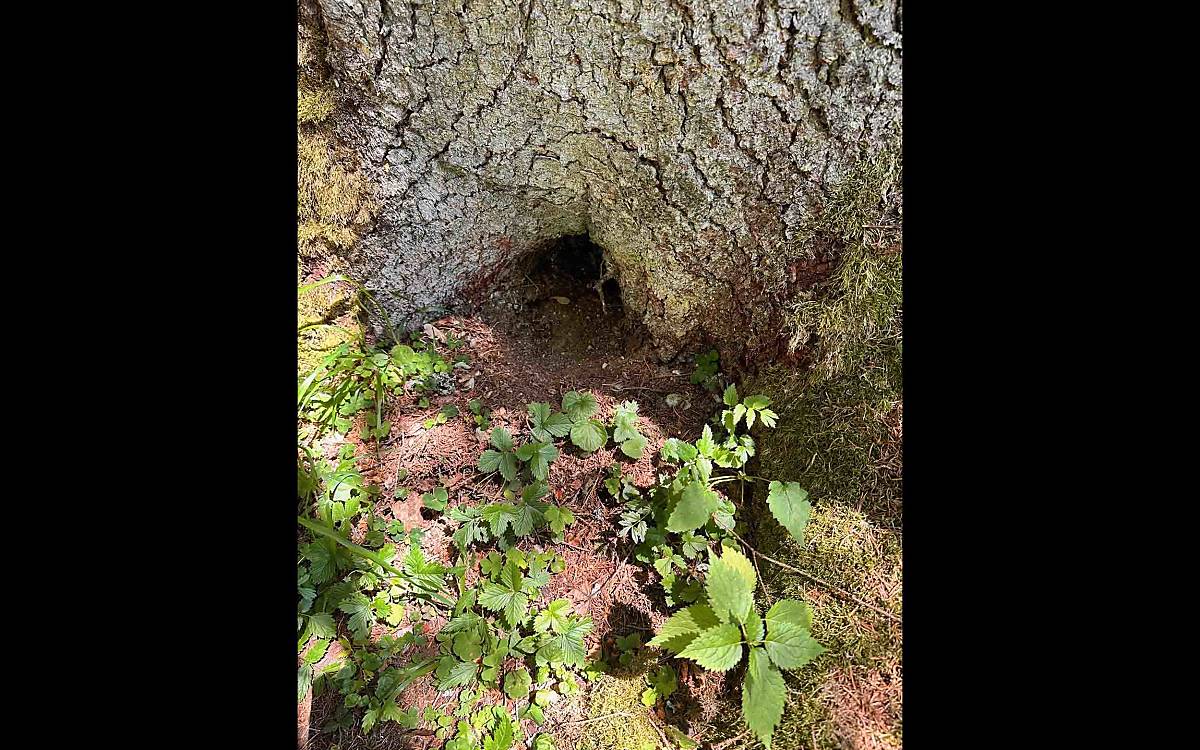 Fast erwischt: Diese Sasse eines Alpenschneehasen haben Hendrik und Klaus entdeckt – aber der Hase war nicht zu Hause.