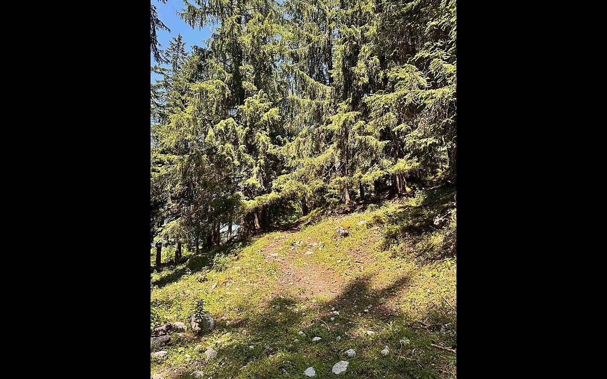 Immer schön in Deckung bleiben: Der Alpenschneehase hält sich gern an der Baumgrenze auf, wo er zwischen Weiden und schützenden Bäumen wechseln kann.