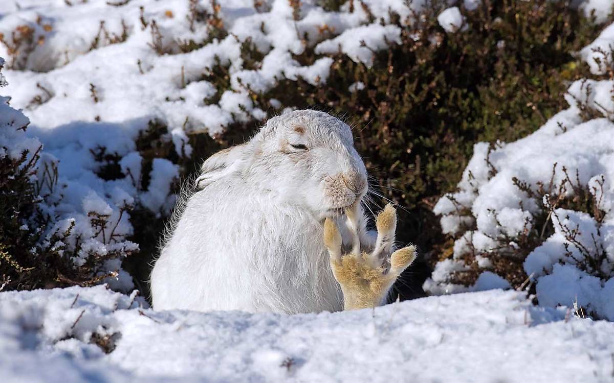 Die breiten, dicht behaarten Pfoten tragen den Alpenschneehasen wie im Flug über den Schnee. Dafür wollen sie aber auch gut gepflegt werden.