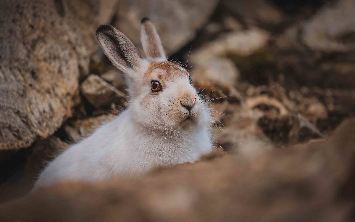 Im Winter ist das Fell des Alpenschneehasen weiß, im Sommer braun – und in den Monaten dazwischen eben beides.