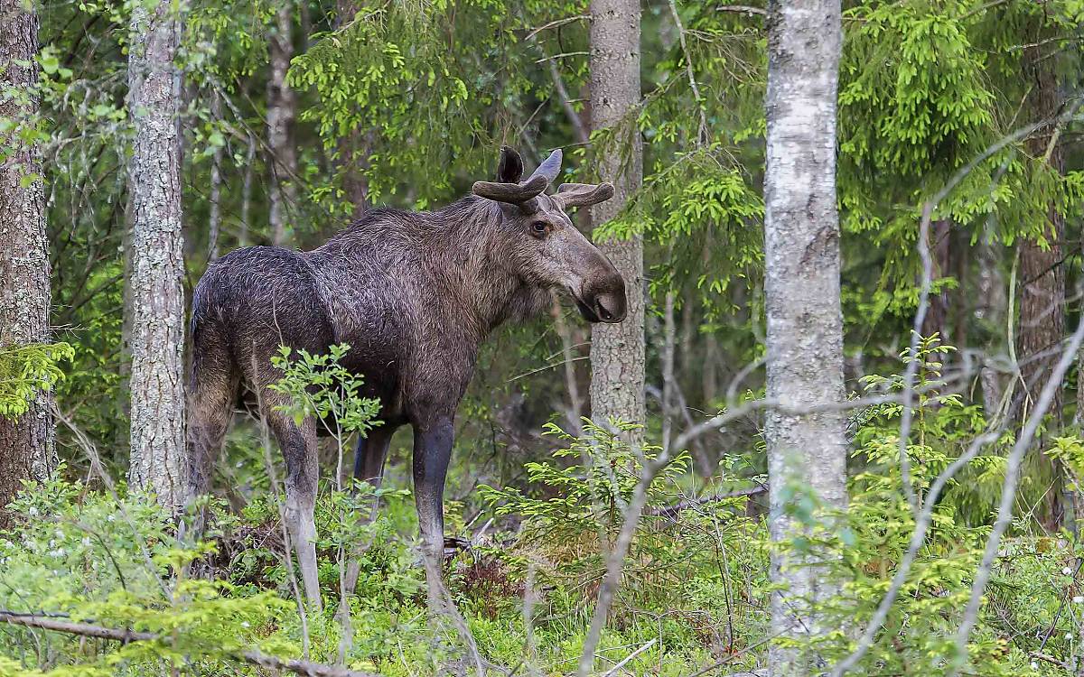 Elch (Alces alces) adult im Wald in Schweden
