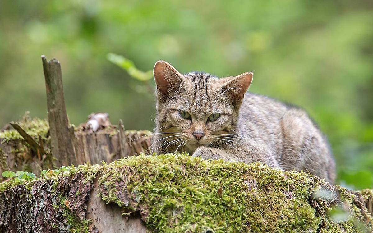 m.-radloff___5dm32468_wildkatze