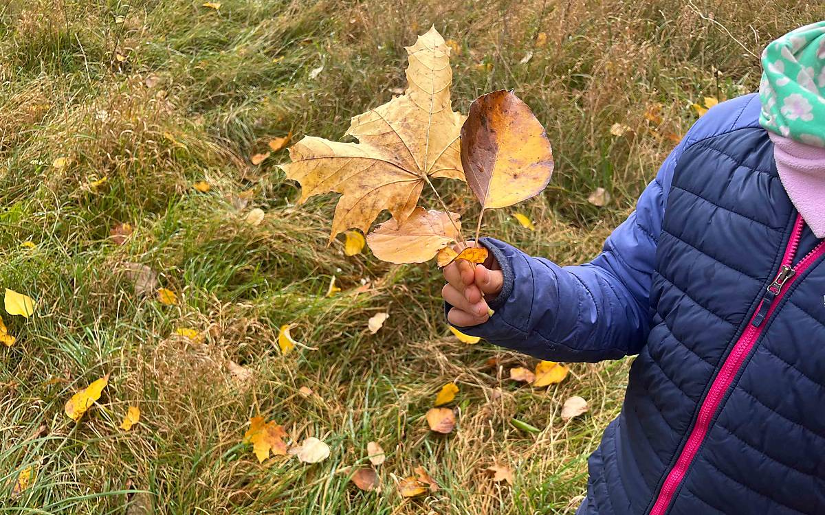Form- und Farbenspiel: Aus den unterschiedlichen Blättern entsteht ein Natur-Mandala.