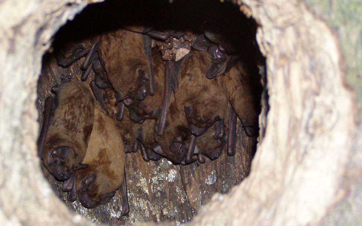 Nachmieter: Fledermäuse haben sich in einer alten Spechthöhle versammelt.