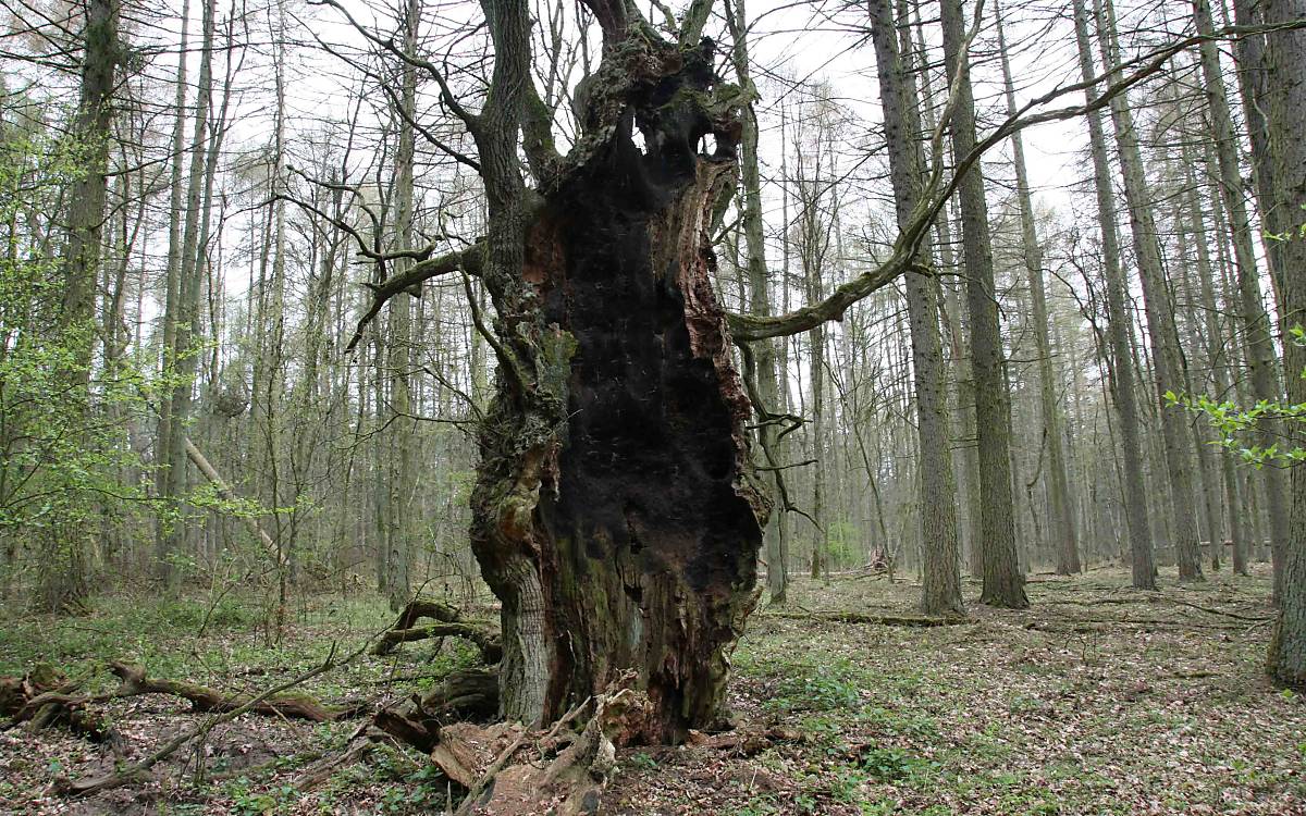 Rechlin: Auf unserer größten Naturerbefläche wandeln wir Nadelwälder schrittweise in artenreiche Mischwälder um. Mittlerweile umfasst die Waldwildnisfläche 750 Hektar.