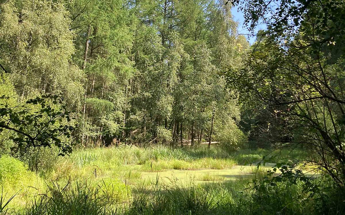 Abtshagen: Südlich von Stralsund mit einem Laubwald-Anteil von 80 Prozent und ihren Feuchtbiotopen ist diese Stiftungsfläche bereits sehr naturnah.