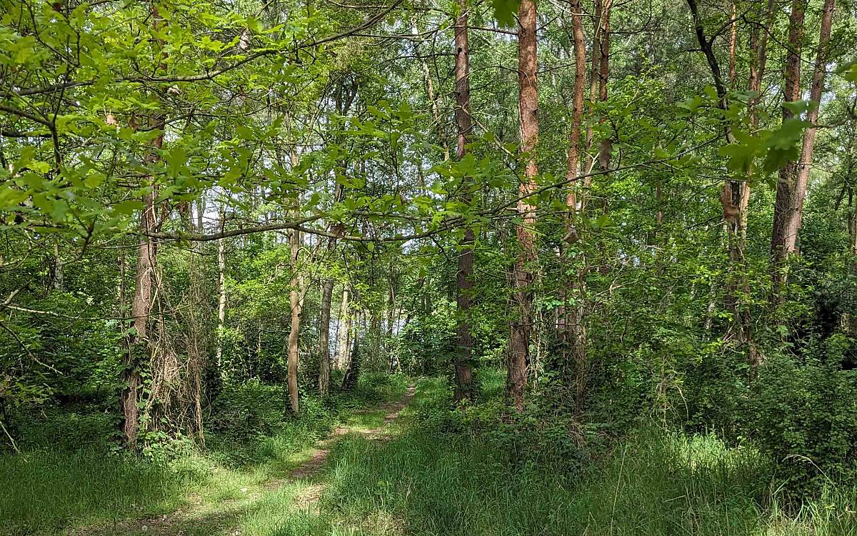 Eichhorst: Das Naturerbe gehört zu einem großen, vielseitigen Waldgebiet südlich von Friedland und ist Lebensraum für Blässhuhn, Mopsfledermaus und Schwarzstorch.