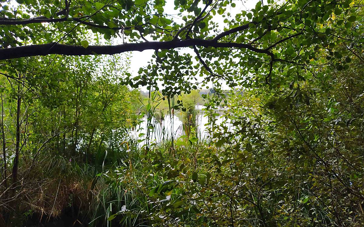 Steinhagen: Kleine Senken durchziehen die überwiegend bewaldete Naturerbefläche Steinhagen. Im Zentrum liegt ein großer Erlenbruch, umgeben von Rohrkolben-Röhrichten und Sumpfreitgras-Rieden. Damit fügt sich das Gebiet gut in die strukturreiche Landschaft Nordwestmecklenburgs ein.