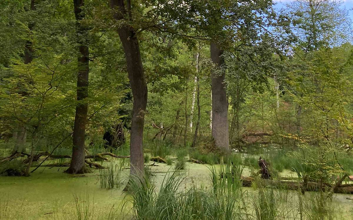 Tilzow: Das Naturerbe Tilzow liegt auf der Insel Rügen. Im östlichen Teil der Fläche wächst ein Laubmischwald. Moore und Feuchtwälder prägen die Landschaft, die vielen Wildtierarten wie Kammmolch, Moorfrosch, Fischotter, Waldkauz oder Großer Moosjungfer einen Lebensraum bietet.