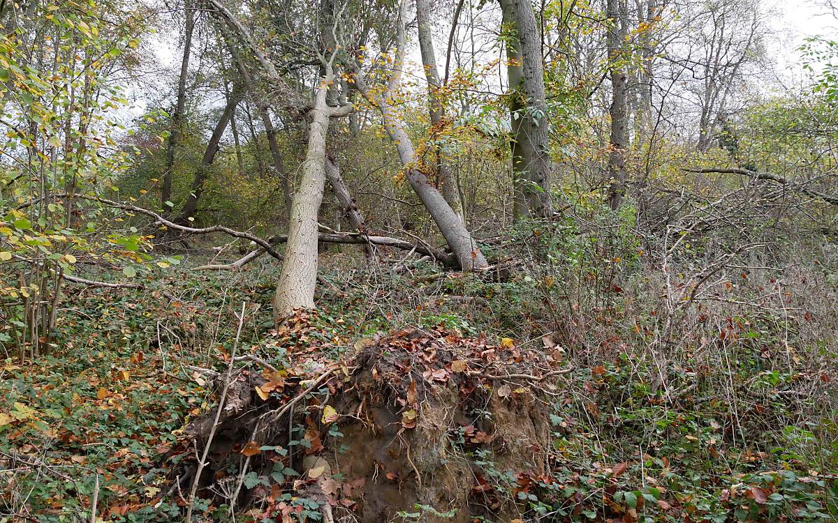 Schwichtenberg: In den Waldgebieten wachsen viele alte Laubbäume. In ihren mächtigen Kronen können große Vögel wie der Schreiadler ihre Nester bauen. Die Waldgebiete von Schwichtenberg bleiben sich selbst überlassen, hier entsteht Waldwildnis.