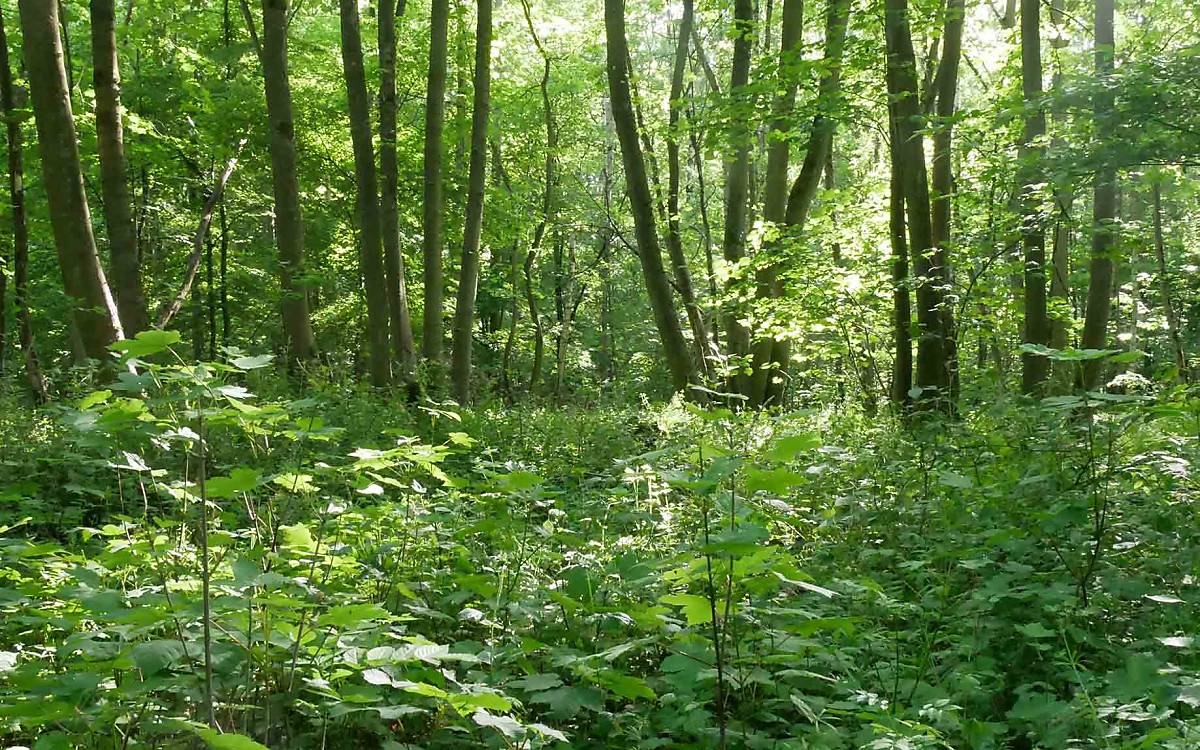 Birkholz: Unsere kleinste Naturerbefläche gehört zum Pleetzer Wald, der sich bei Friedland in einer hügeligen Moränenlandschaft erstreckt. Weite Teile des Laubmischwalds sind vom Berg-Ahorn geprägt, die namensgebenden Birken wachsen vor allem im Westen des NNE-Gebiets.