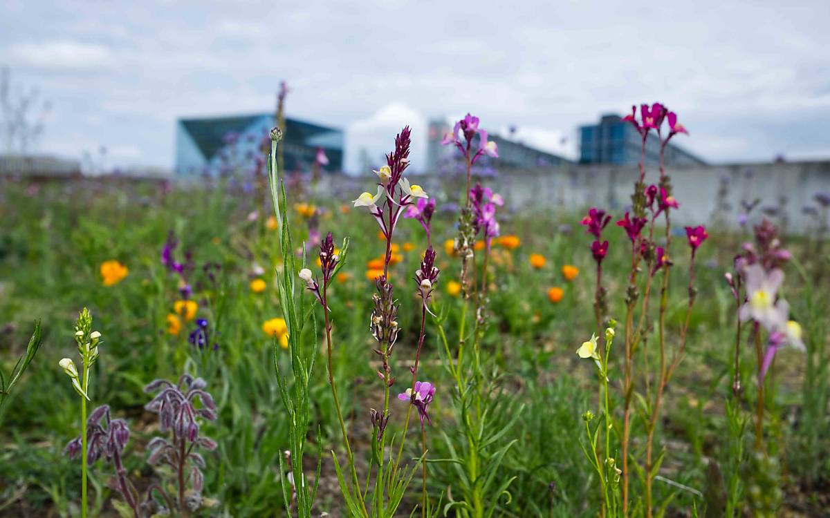 Wildblumenwiese am Spreebogenpark im Mai 2020