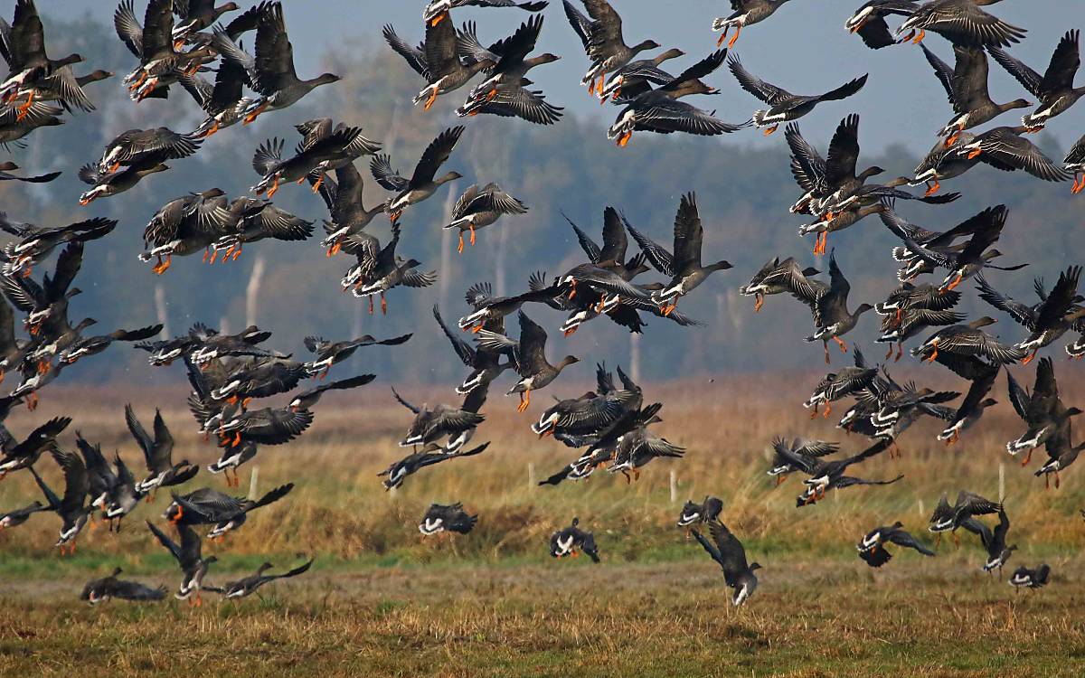 Im Oktober rasten bis zu 30.000 nordische Gänse am Galenbecker See. Bläss- und Saatgänse tummeln sich tagsüber auf den abgeernteten Maisäckern.  