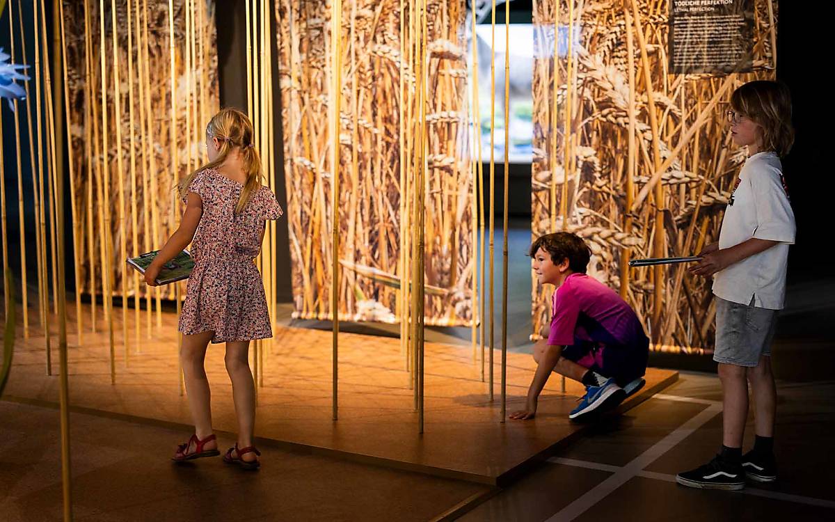 Ein Weizenfeld aus der Perspektive eines Feldhamsters: Im Warftgeschoss der Ausstellung schlüpfen Besucher in die Rolle des Ackerbewohners.