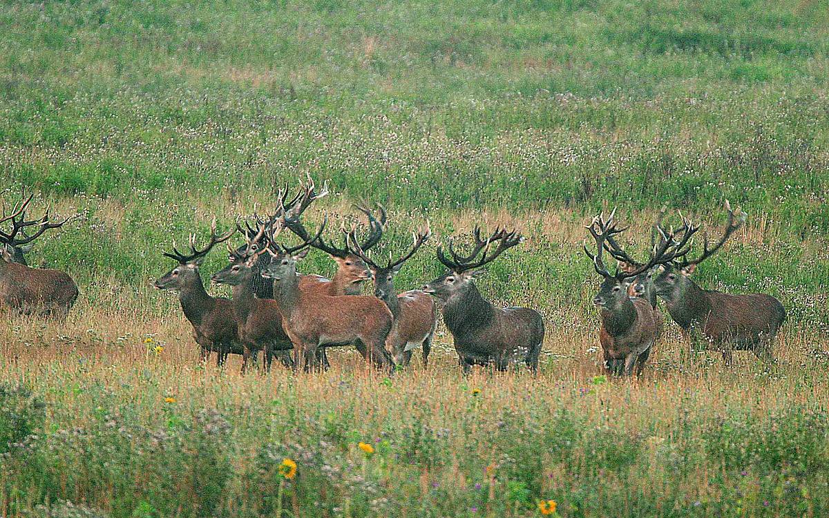 Rudel auf Zeit: Auch Hirsche schließen sich zu Gruppen zusammen, bis sie zur Brunftzeit Konkurrenten werden.