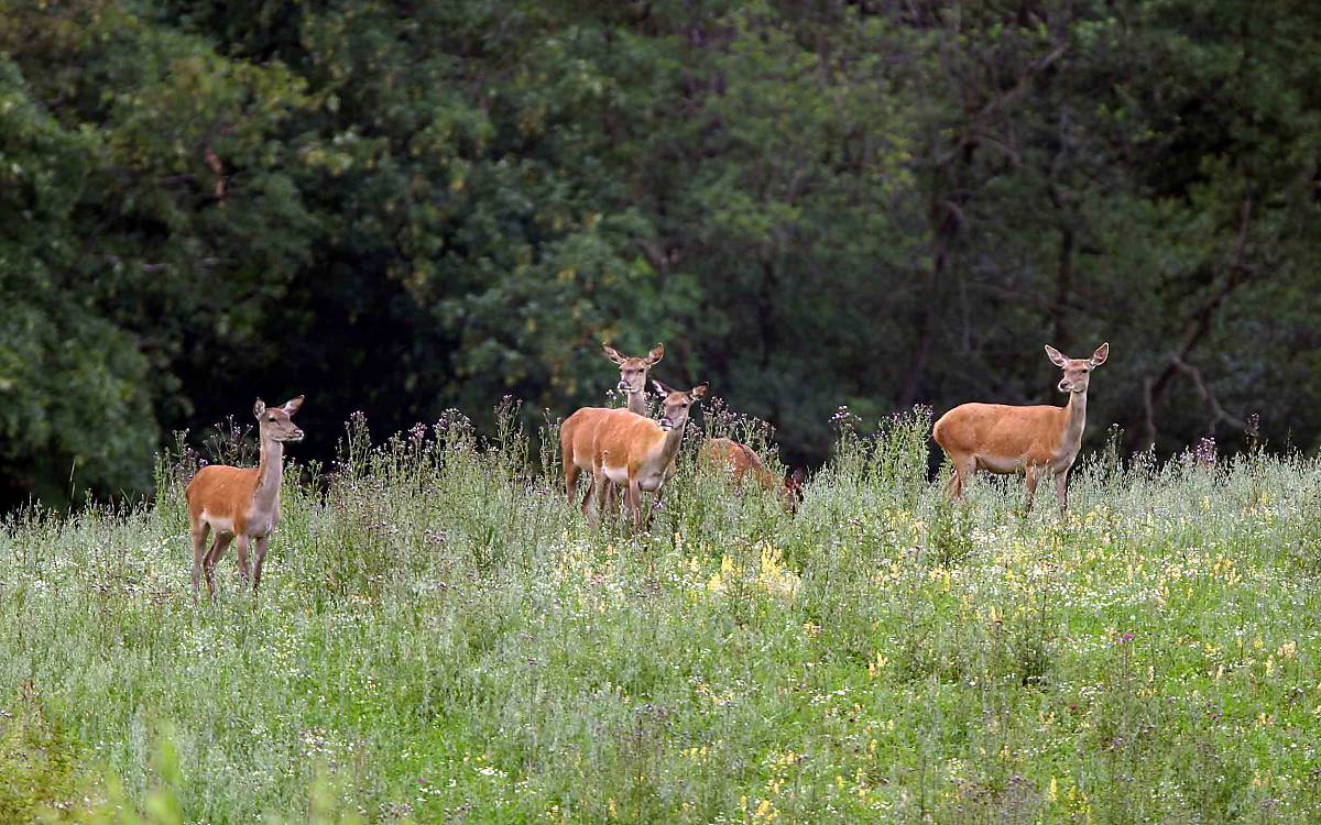 Gemeinsam stark: Rothirschkühe leben mit Kälbern und Jungtieren in Rudeln zusammen.