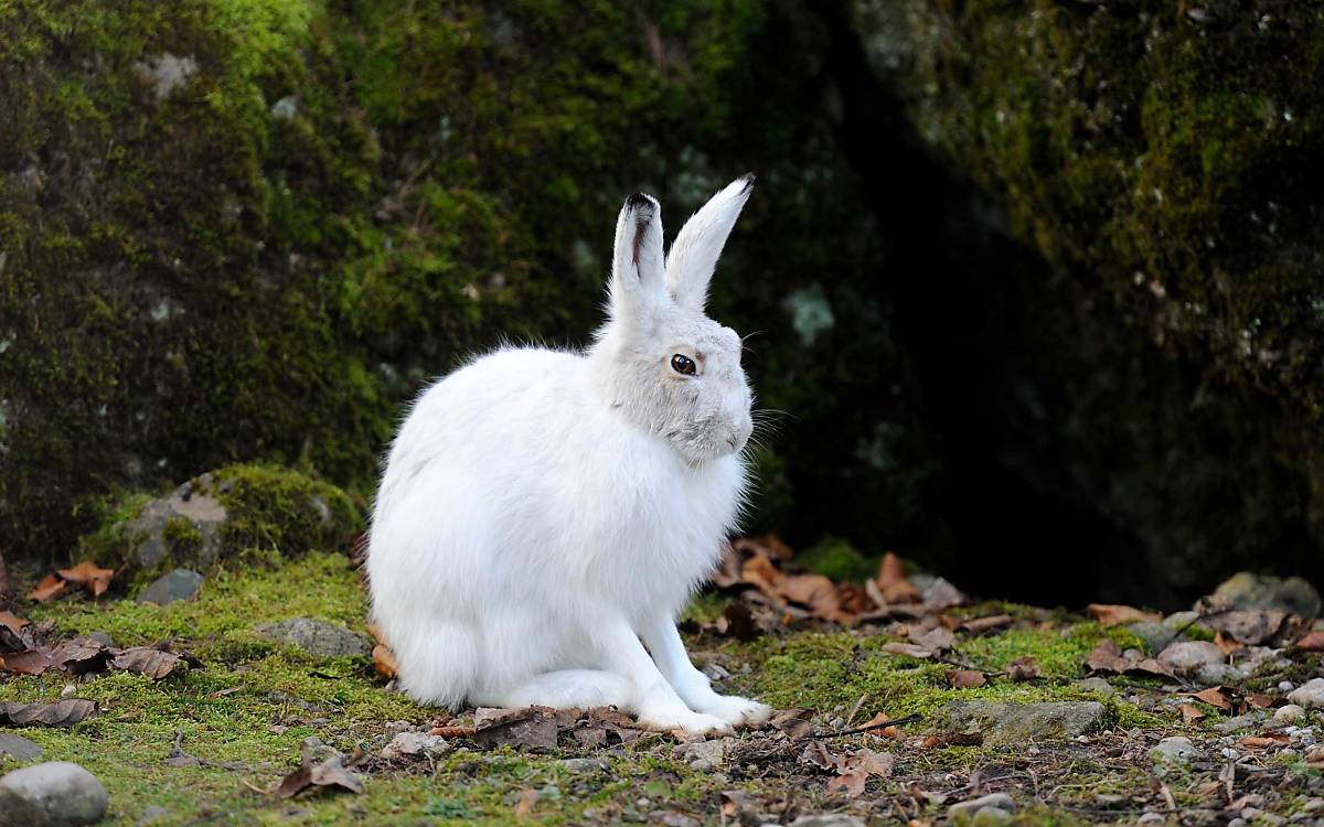 Auf dem Präsentierteller: Als leuchtend weißer Farbtupfer in der schneefreien Berglandschaft ist der Alpenschneehase für seine Fressfeinde leichte Beute.