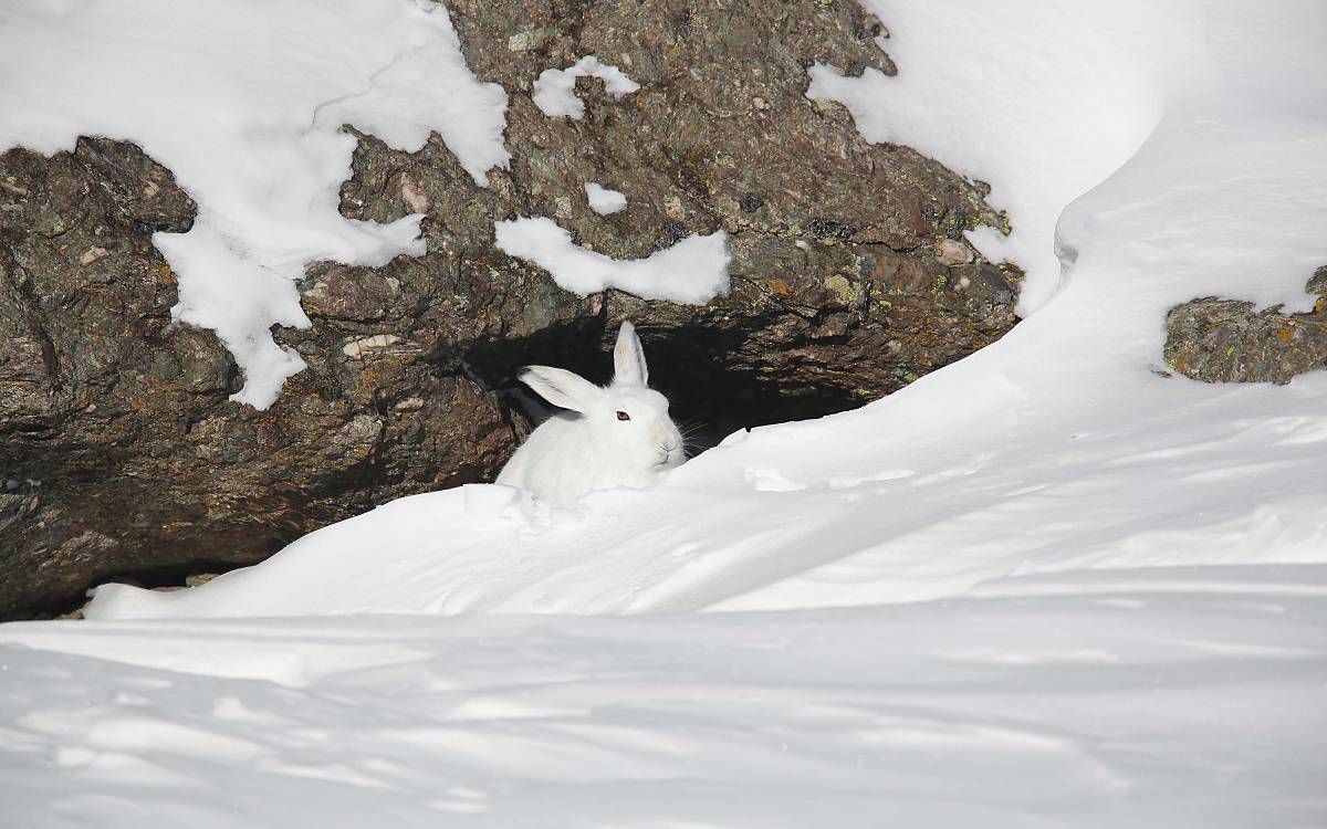 Der Alpenschneehase perfekt getarnt