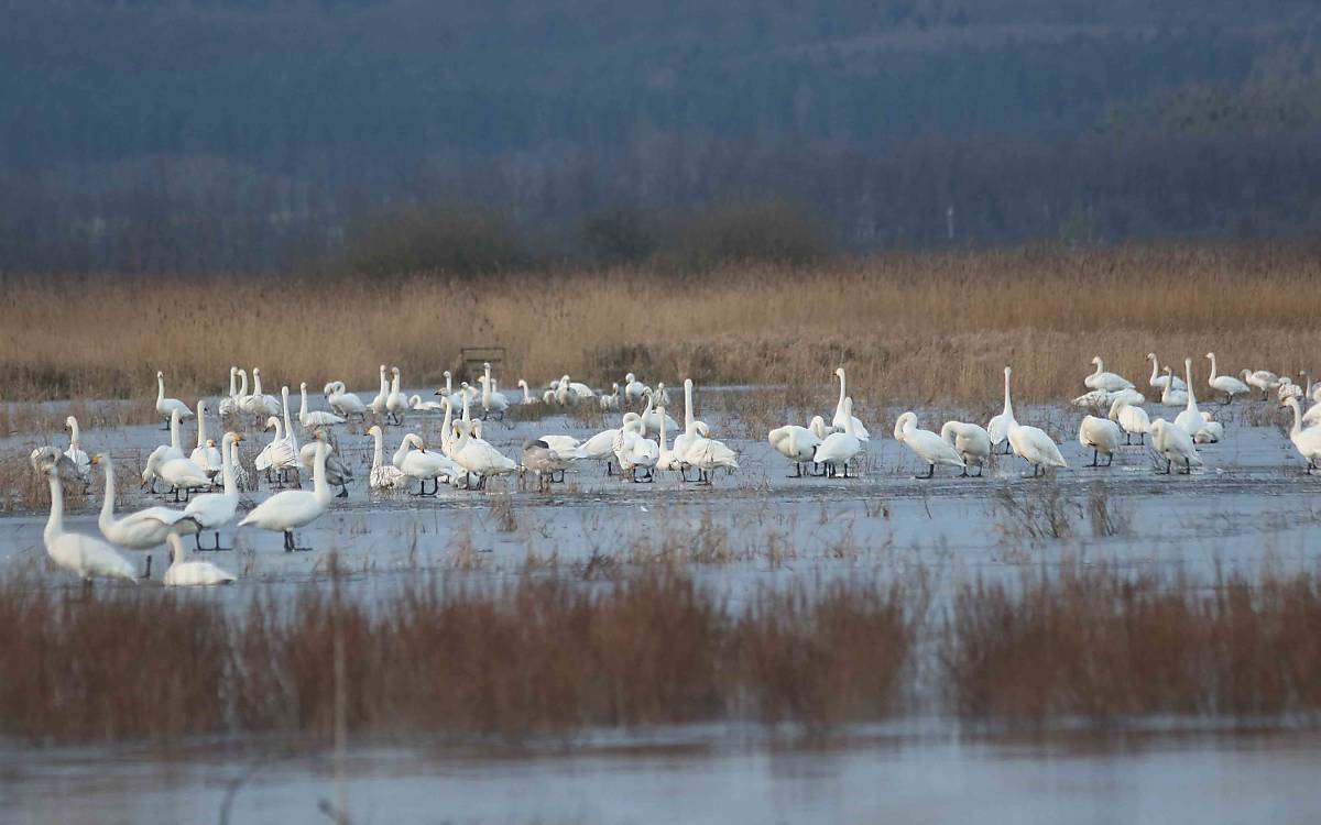 Am Galenbecker See verbringen hunderte Singschwäne aus Skandinavien den Winter. Solche Ansammlungen sind dann keine Seltenheit.