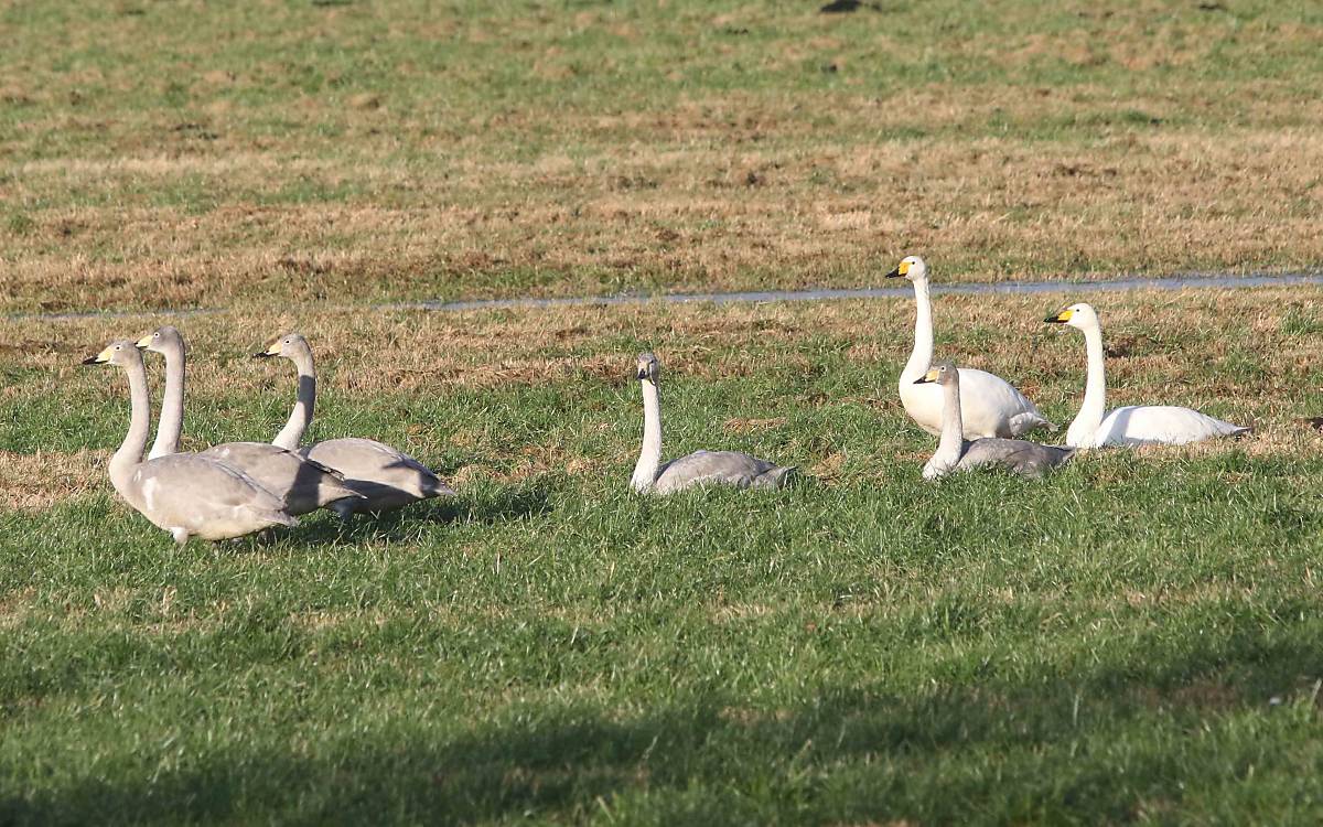 Singschwäne reisen immer als Familienverband in die Winterquartiere. So lernen die Jungvögel Zugwege und Überwinterungsgebiete kennen.