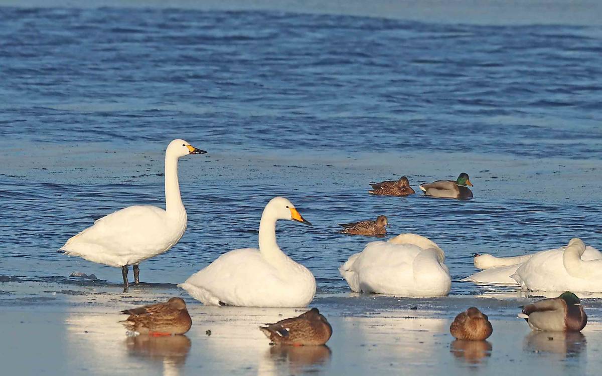 Nicht nur anhand ihrer Größe sind der Zwergschwan (ganz links) und der Singschwan (rechts daneben) gut zu unterscheiden: Beim Zwergschwan ist der Gelbanteil im Schnabel geringer als der Schwarzanteil – beim Singschwan ist es umgekehrt.