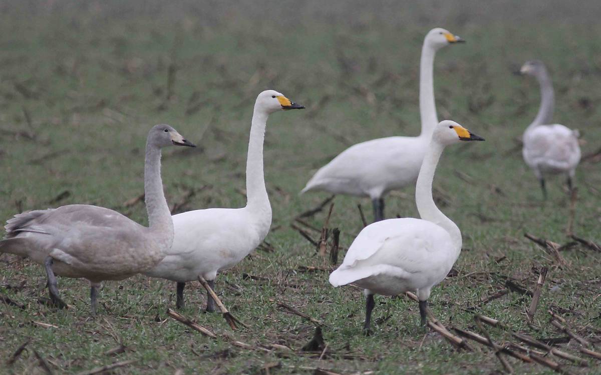 Tagsüber suchen Singschwäne auf landwirtschaftlichen Flächen nach Nahrung – etwa in Form von Maisstoppeln und anderen Ernterückständen.