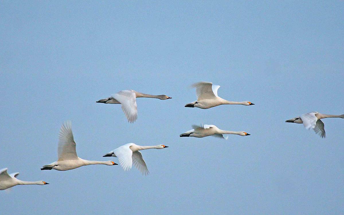 Hier fliegen Zwergschwäne gemeinsam in einem Trupp. Manchmal vergesellschaften sich Sing- und Zwergschwäne auch und nutzen dann gemeinsame Schlaf- und Nahrungsflächen.