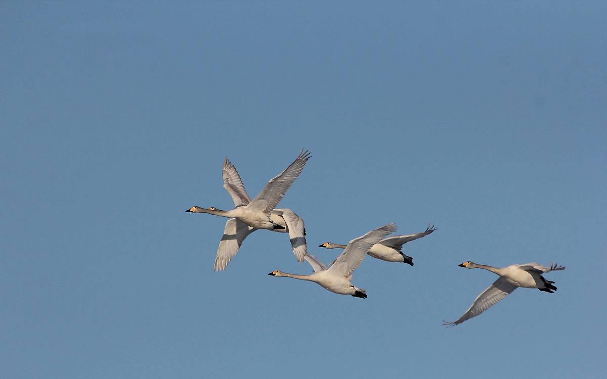 singschwaene-im-flug-2_michael-tetzlaff